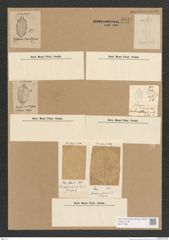 Diatomeae indet. Zeichnungen Sammlung Grunow Nr. 3744 (NHMW-BOT-W0371389)